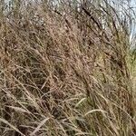 Panicum dichotomiflorum habit picture by Trap Hers (cc-by-sa)