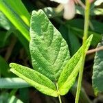 Desmodium affine leaf picture by Trap Hers (cc-by-sa)