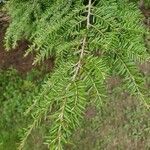 Tsuga canadensis leaf picture by Misty Thompson (cc-by-sa)