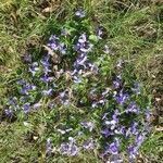 Viola hirta habit picture by Engel Ralf (cc-by-sa)