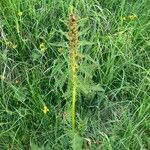 Pedicularis foliosa leaf picture by Serge Beuchat (cc-by-sa)