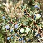 Berberis empetrifolia fruit picture by Trap Hers (cc-by-sa)