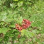 Rhus aromatica fruit picture by Robert Breeding (cc-by-sa)