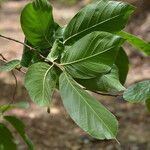 Sapranthus palanga leaf picture by Nelson Zamora Villalobos (cc-by-nc)