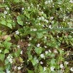 Claytonia sibirica habit picture by Salatova Jindra (cc-by-sa)