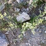 Galium lucidum habit picture by Martine CHAPUIS (cc-by-sa)