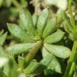 Galium pseudohelveticum leaf picture by Pascal Ollagnier (cc-by-sa)