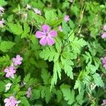 Geranium purpureum flower picture by Audrey Laval (cc-by-sa)