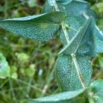 Hypericum richeri leaf picture by Francois Mansour (cc-by-sa)