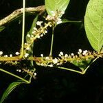 Paullinia pinnata flower picture by Nelson Zamora Villalobos (cc-by-nc)