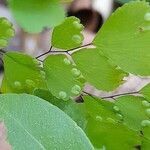 Adiantum poiretii fruit picture by Trap Hers (cc-by-sa)