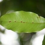 Syzygium cordemoyi leaf picture by H. Goëau (cc-by-sa)