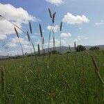 Phalaris coerulescens habit picture by Sergio costantini (cc-by-sa)