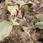 Solanum incanum leaf picture by abdullah alkhathami (cc-by-sa)