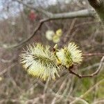 Salix atrocinerea fruit picture by Laurence Chabalier (cc-by-sa)