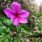 Geranium palmatum flower picture by Pestana João (cc-by-sa)