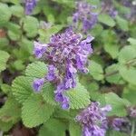 Nepeta racemosa flower picture by Atlas Sivas (cc-by-sa)