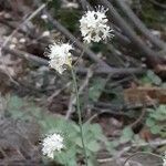 Eriogonum nudum flower picture by Shelby Warfe (cc-by-sa)