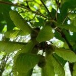 Acer macrophyllum fruit picture by Ethan Greer (cc-by-sa)