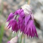 Allium narcissiflorum flower picture by Manuëlle (cc-by-sa)