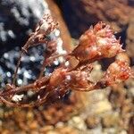 Saxifraga aquatica fruit picture by Yoan MARTIN (cc-by-sa)