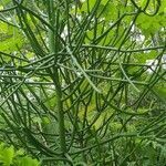 Rhipsalis baccifera leaf picture by gonzale alessia (cc-by-sa)