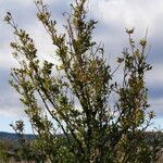 Buxus sempervirens habit picture by Jaime Ghuetu (cc-by-sa)