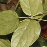 Mucuna mutisiana leaf picture by Nelson Zamora Villalobos (cc-by-nc)