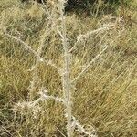 Scolymus maculatus habit picture by Acosta García Isabel (cc-by-sa)