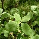 Euonymus latifolius leaf picture by Kai Best (cc-by-sa)