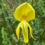 Cytisus balansae flower picture by Llandrich anna (cc-by-sa)