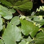 Briquetia spicata habit picture by Nelson Zamora Villalobos (cc-by-nc)