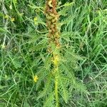 Pedicularis foliosa flower picture by Serge Beuchat (cc-by-sa)