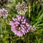 Allium angulosum flower picture by manuseitz (cc-by-sa)