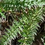 Pedicularis comosa leaf picture by Alain Lagrave (cc-by-sa)