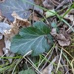 Geum virginianum leaf picture by Casey Harmon (cc-by-sa)