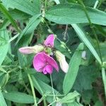 Lathyrus latifolius flower picture by Encinas Juan Pablo (cc-by-sa)