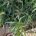 Persicaria senegalensis habit picture by Rina Jeger (cc-by-sa)