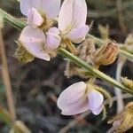 Tephrosia polyphylla flower picture by susan brown (cc-by-sa)