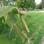 Betula papyrifera fruit picture by James Jarema (cc-by-sa)