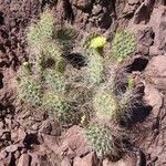 Opuntia sulphurea leaf picture by Trap Hers (cc-by-sa)