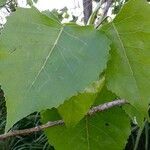 Populus deltoides leaf picture by cabana carlos manuel (cc-by-sa)