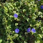 Ipomoea purpurea flower picture by alexandra cottin (cc-by-sa)