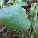 Knautia dipsacifolia leaf picture by Michael Andresek (cc-by-sa)