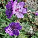 Geranium tuberosum flower picture by Giode Tonpino (cc-by-sa)