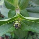 Zinnia elegans habit picture by Shehadi Ramiz (cc-by-sa)