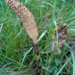 Equisetum telmateia fruit picture by Angélique Villemain (cc-by-sa)