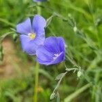 Linum perenne leaf picture by agathaha (cc-by-sa)