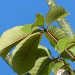 Pseudobombax ellipticum leaf picture by Daniel Barthelemy (cc-by-sa)