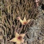 Stapelia gigantea flower picture by Kaye S (cc-by-sa)